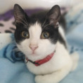 Cleopatra